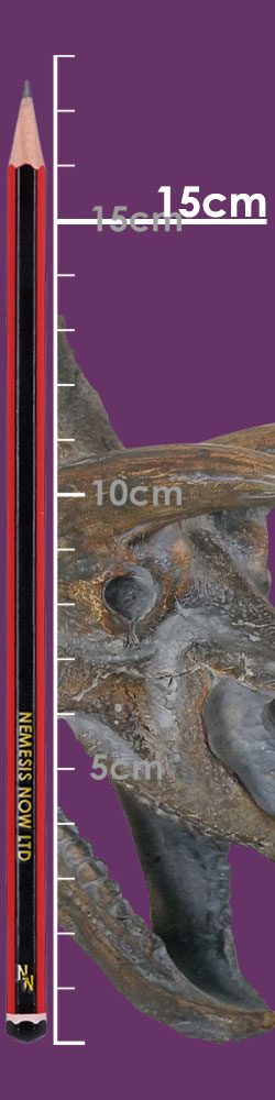 Triceratops Head 23cm Triceratops Head 23cm