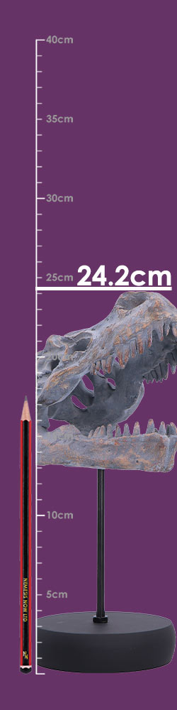 Tyrannosaurus Rex Skull on Plinth Tyrannosaurus Rex Skull on Plinth