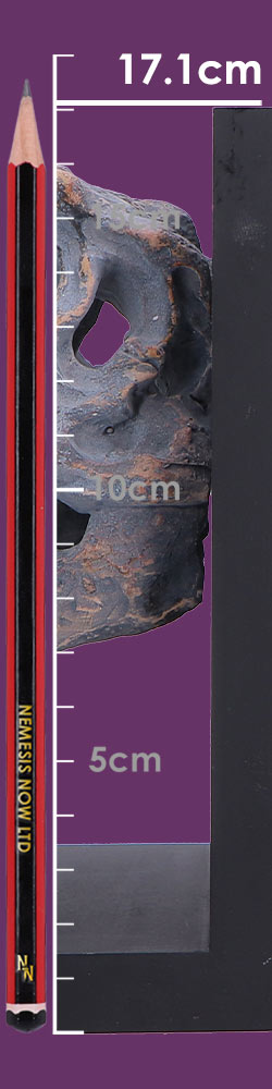 Tyrannosaurus Rex Skull Bookends Tyrannosaurus Rex Skull Bookends