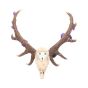 Antlers of Eden 45cm Animal Skulls Out Of Stock