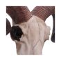 Rams Skull Medium 33cm Animal Skulls Gifts Under £100