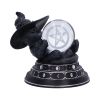 Purrah's Fortune 12.2cm Cats Top 200 None Licensed