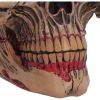Hall of Horrors: The Walker of Death Skulls Stock Arrivals