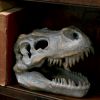 Tyrannosaurus Rex Skull Freestanding 16cm Dinosaurs Stock Arrivals
