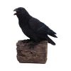 Ravens Cry 18cm Ravens Every Day Is Halloween
