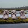 Three Wise Seals 7.5cm Animals Last Chance to Buy